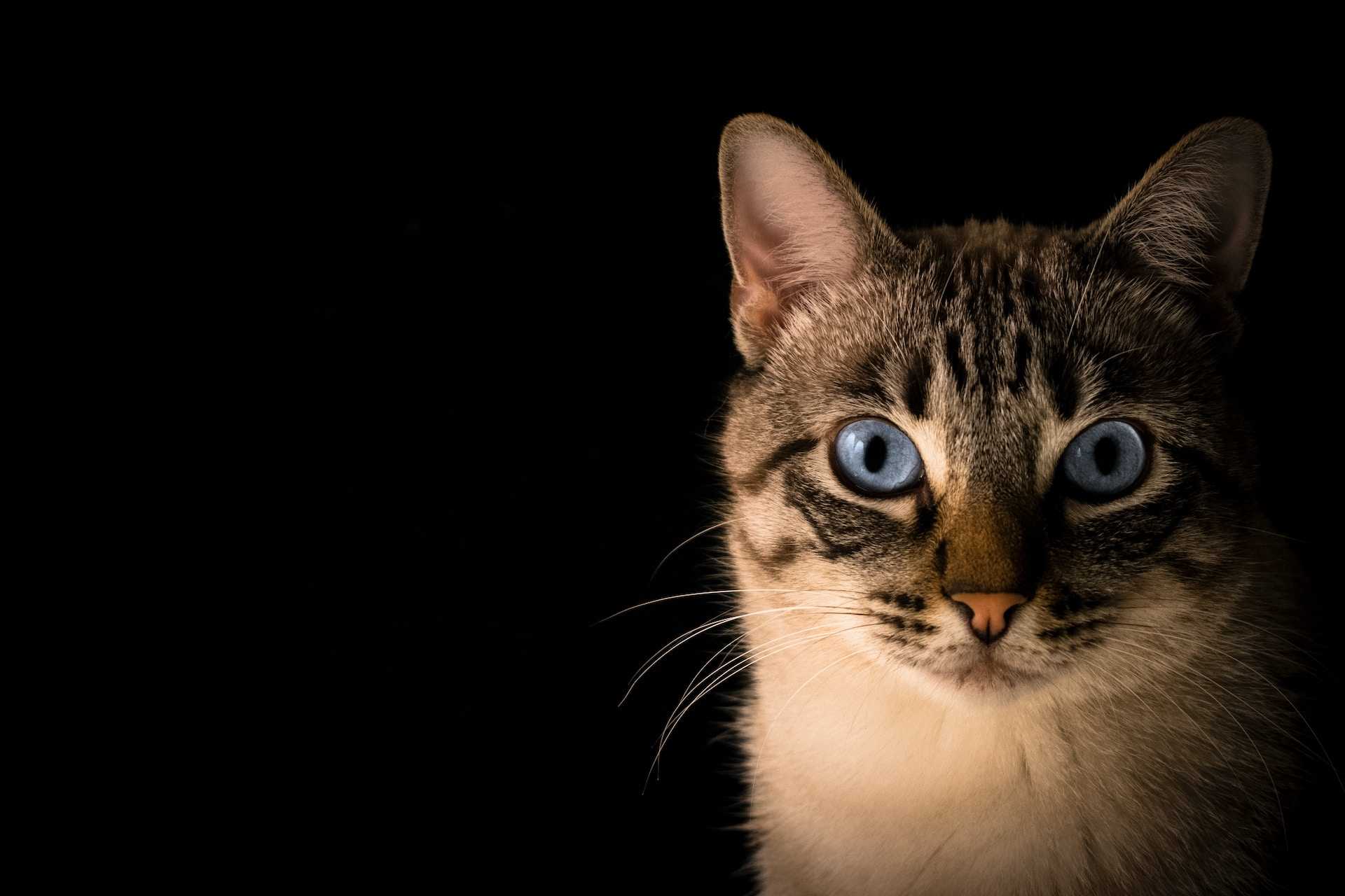 Blue-eyed cat looking at camera with black background