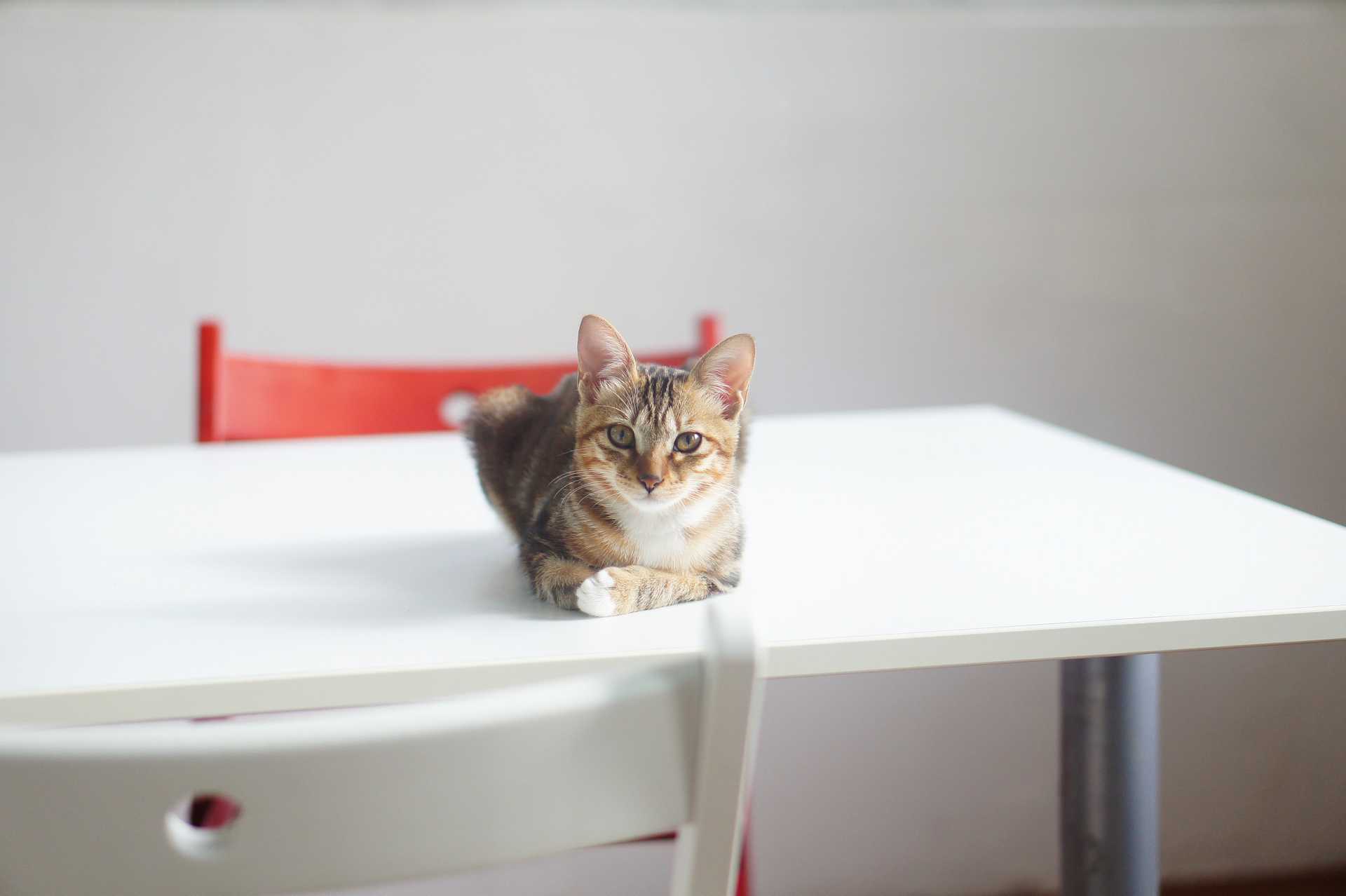 Brown tabby cat on white wooden table