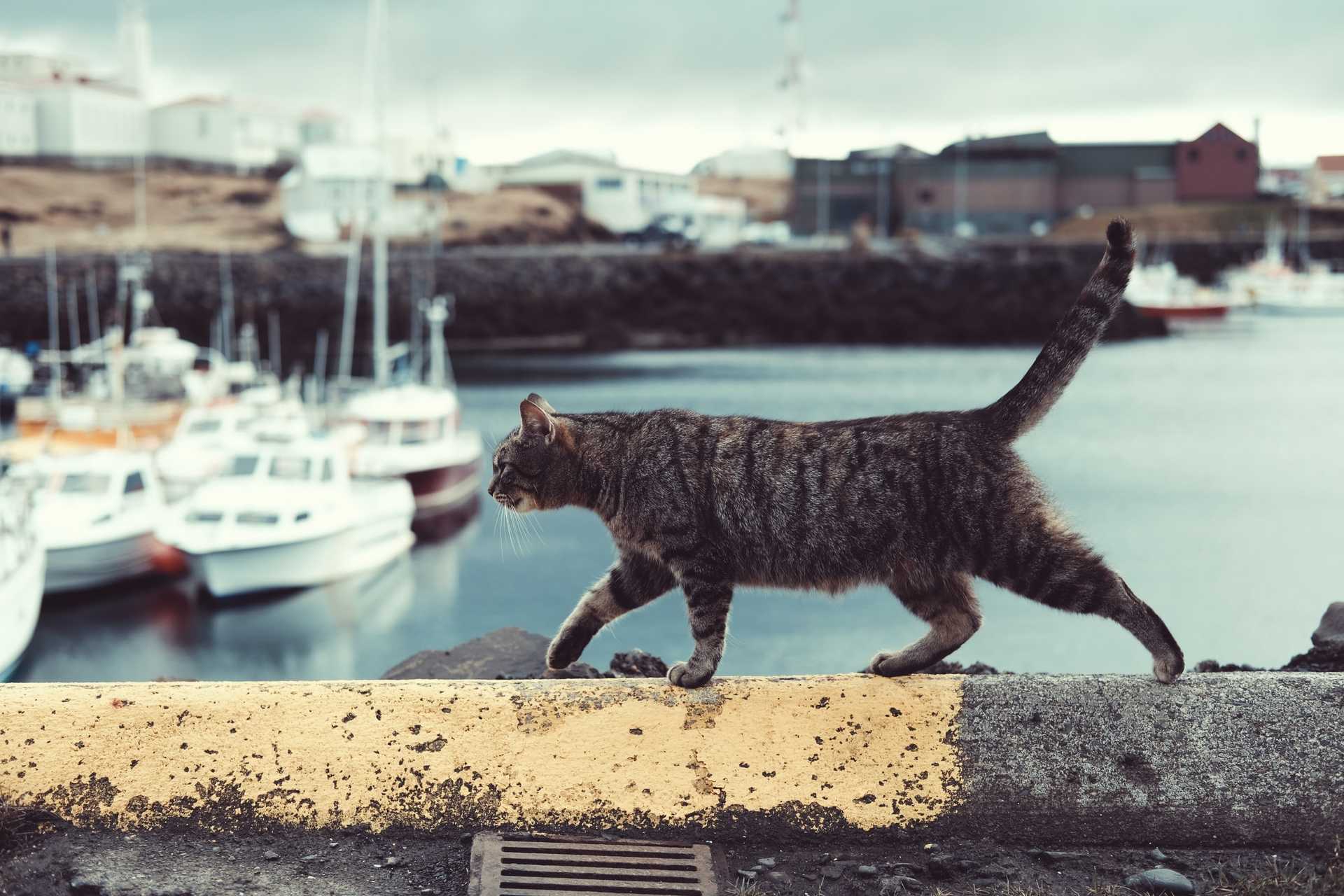 Cat in a bay, walking on a banister