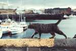 Cat in a bay, walking on a banister