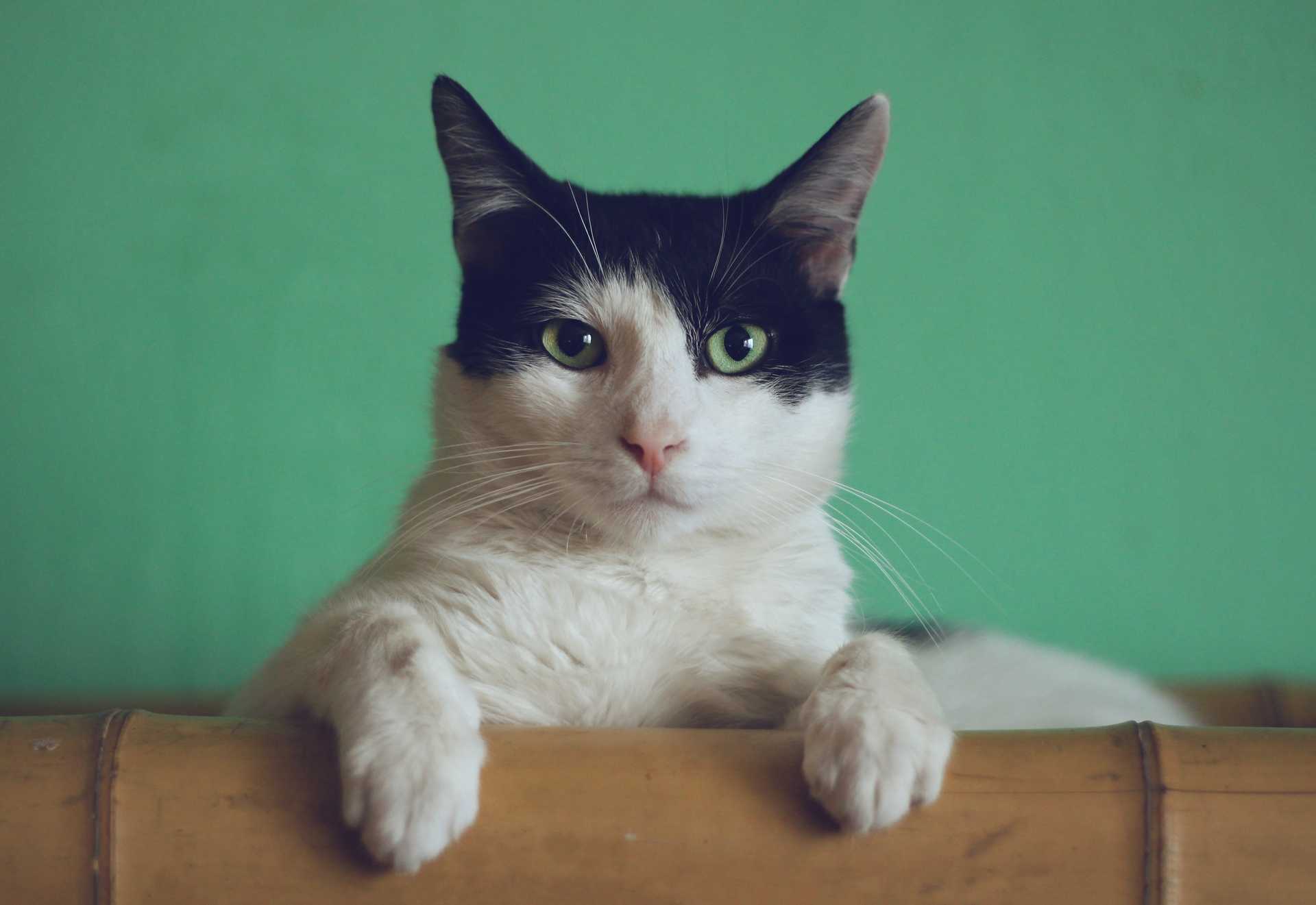 Black and white cat looking to the camera and lying on a bamboo bed