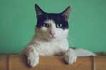 Black and white cat looking to the camera and lying on a bamboo bed