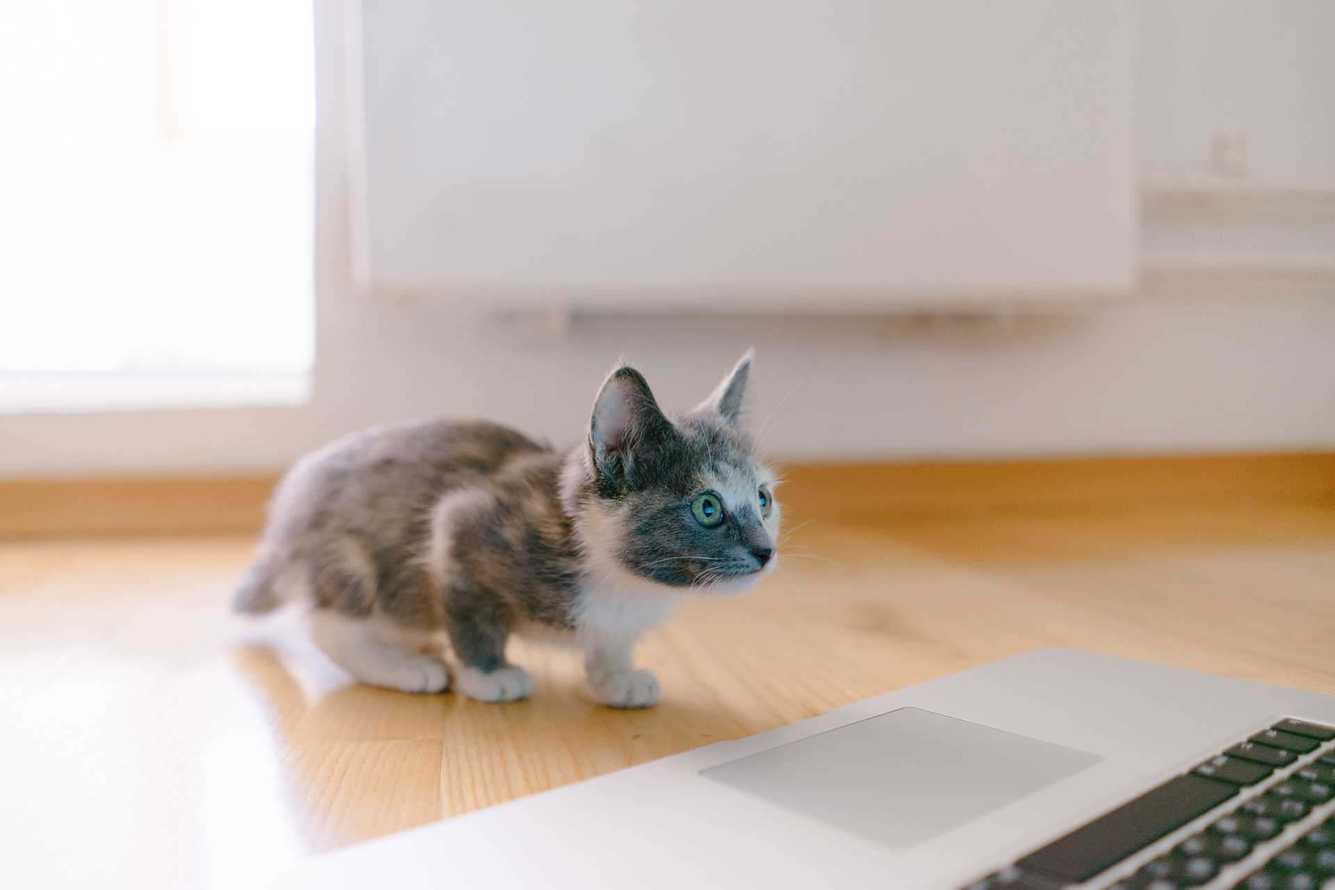 Kitten looking at a laptop computer